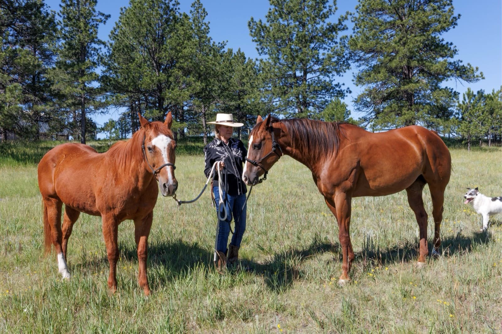 Belinda Seville in a cowboy hat holding the lead ropes of two sorrel horses in a grassy pasture among ponderosa pines, with a small dog nearby.