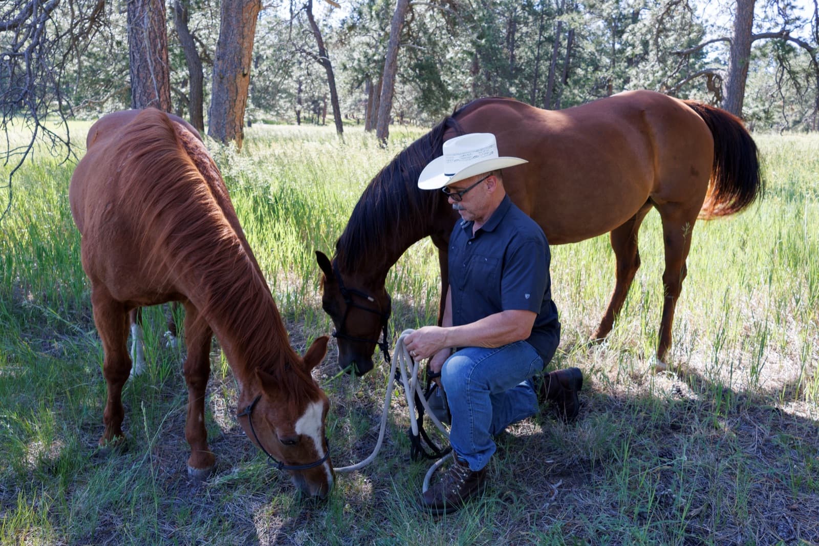 A man in a cowboy hat kneeling with lead ropes in hand while two sorrel horses graze in tall grass under ponderosa pines.