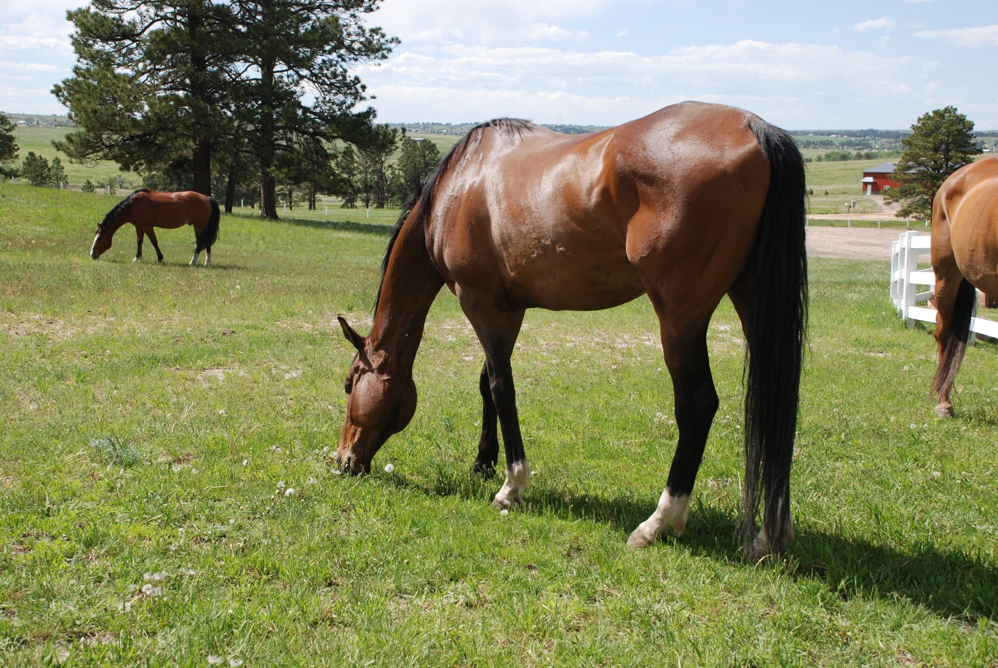 A bay horse grazing in a green pasture in the foreground, another horse behind it, with ponderosa pines, a white rail fence and a red barn in the distance.