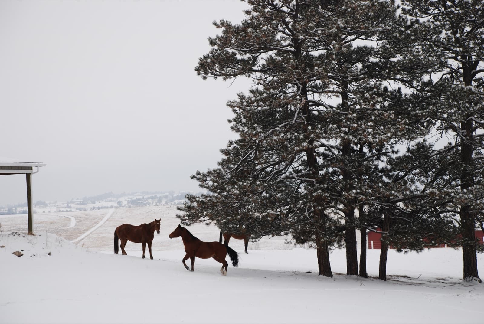 Two bay horses in fresh snow beside tall ponderosa pines, with a third horse and a red barn behind the trees and open snowy pasture beyond.